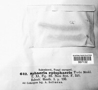 Dialonectria episphaeria image